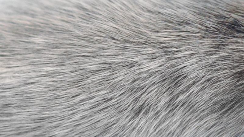 El pelo gris de este ratón podría ayudarnos a curar algún día la condición llamada vitiligo